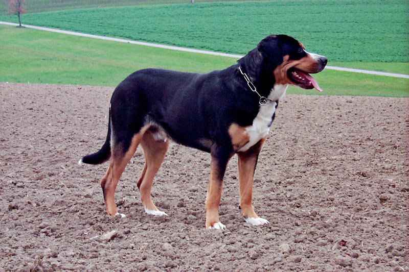  Ein grosser Sennenhund.